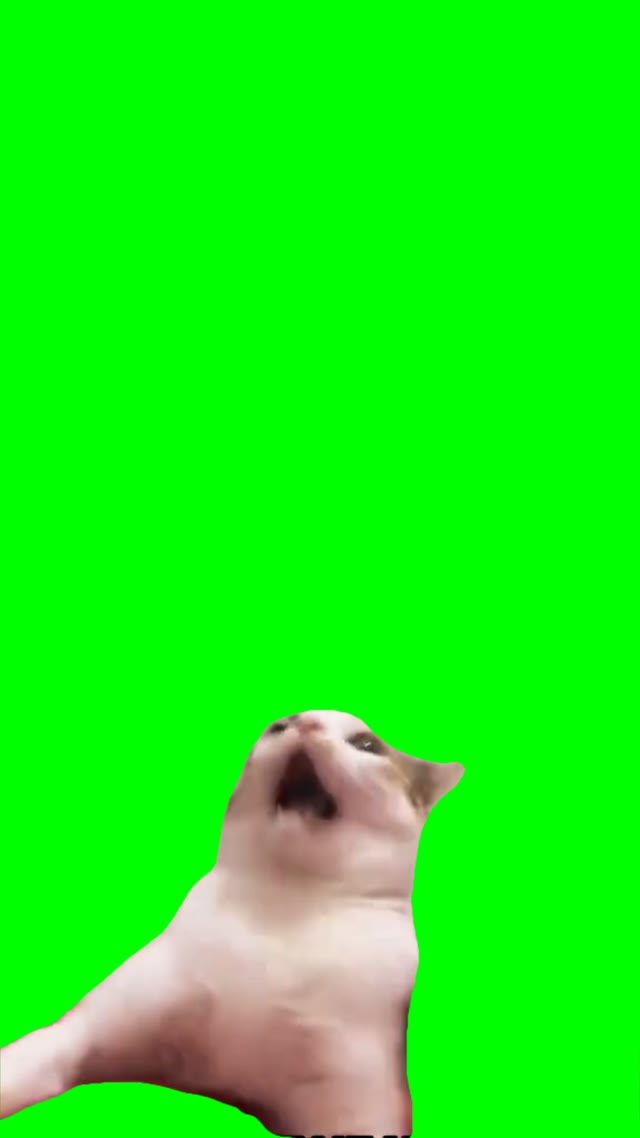 Cat with open mouth green screen