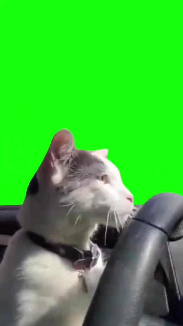 Cat20Driving20Car20_20Green20Screen green screen