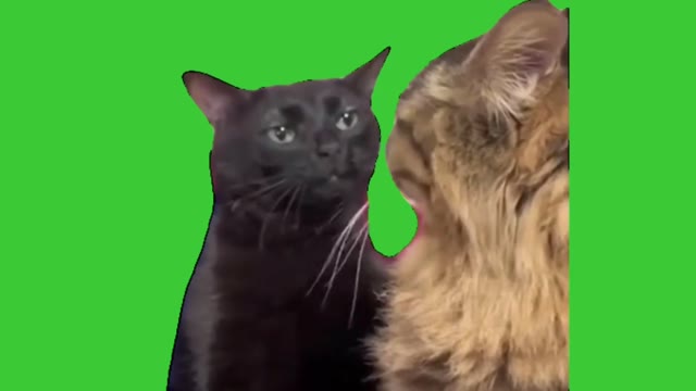 Cat20Zoning20Out20meme20Green20Screen green screen
