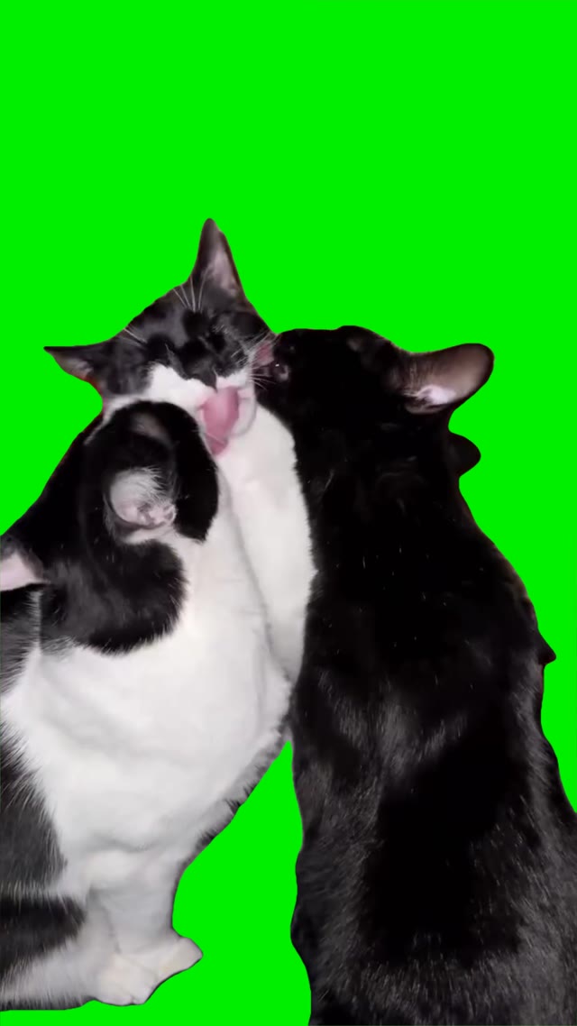 Cats Licking green screen