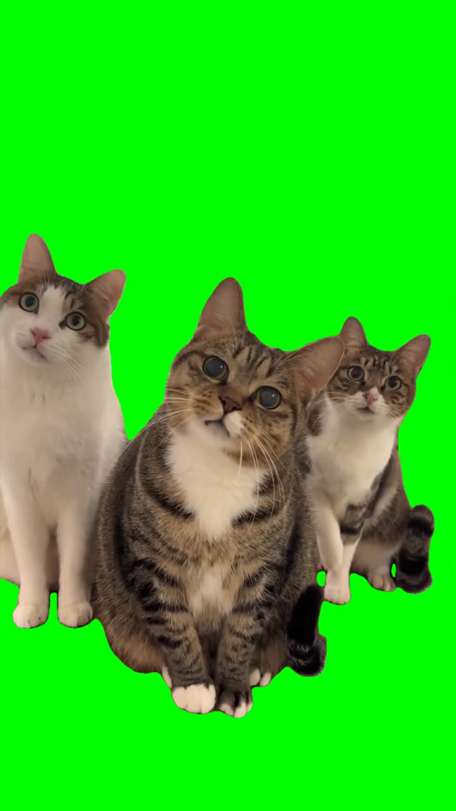 Cats Staring green screen