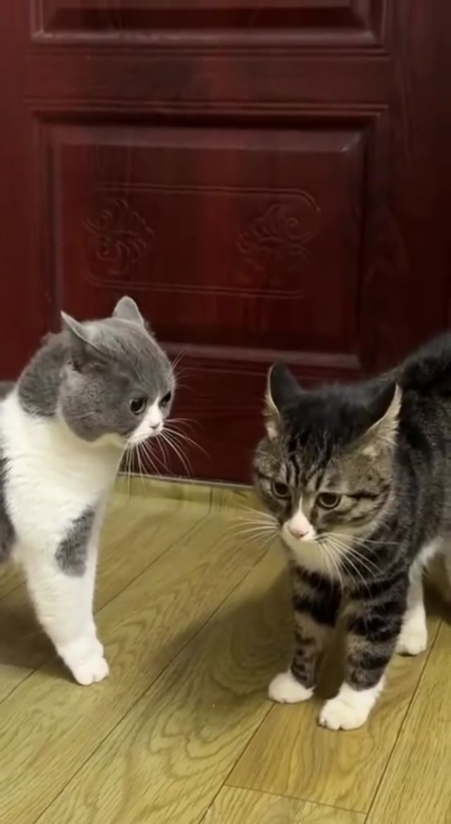 Cats Talking green screen