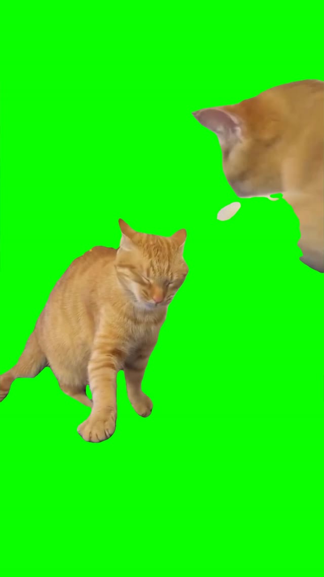 Cats fighting green screen