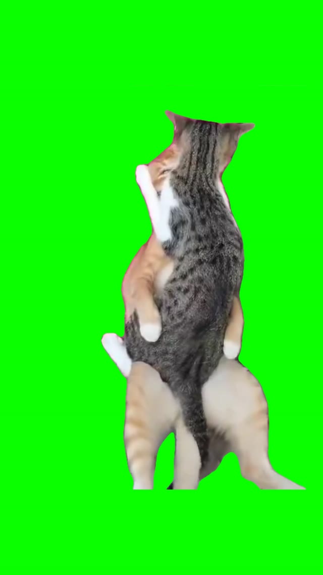 Cats in heat green screen