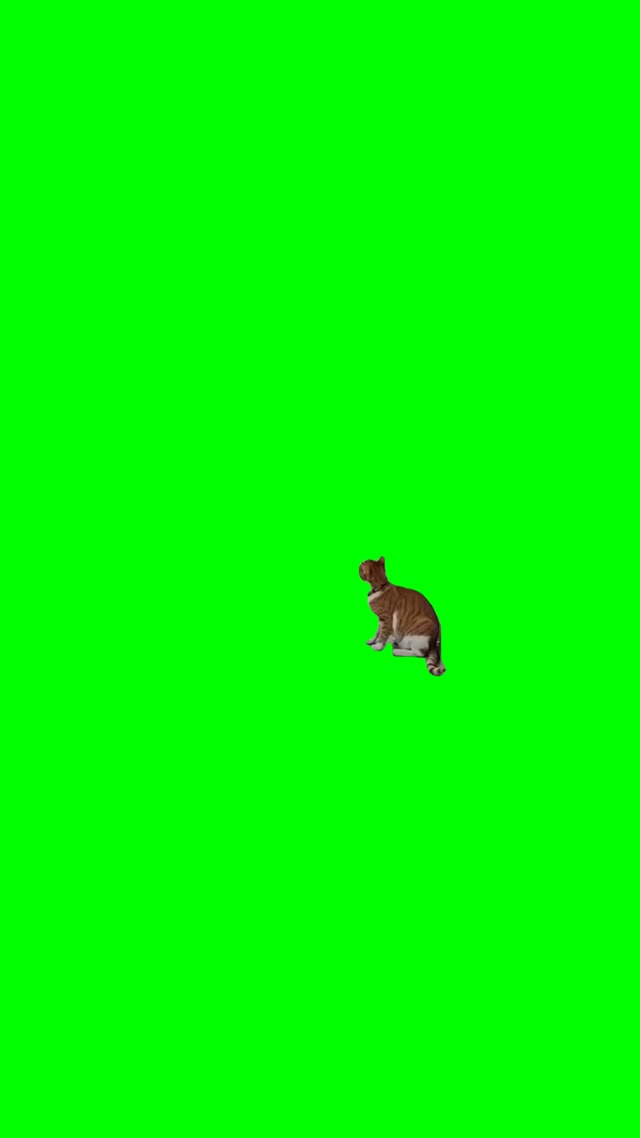 Cats playing wrestling green screen