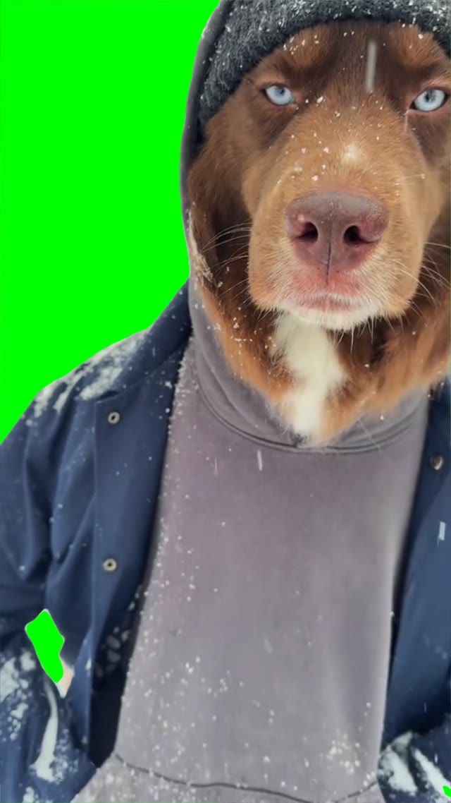 Chill dog green screen