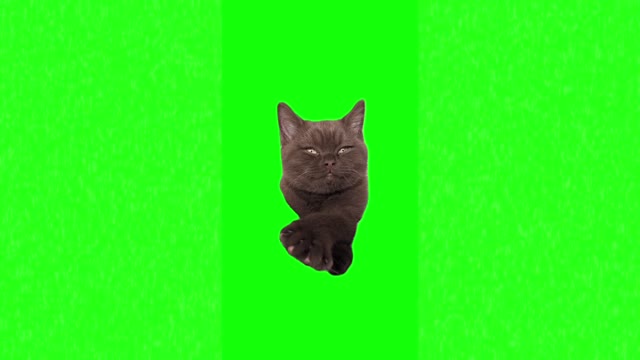 Chill vibes cat green screen