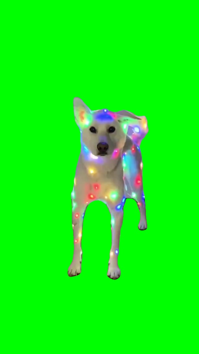 Christmas Dog green screen
