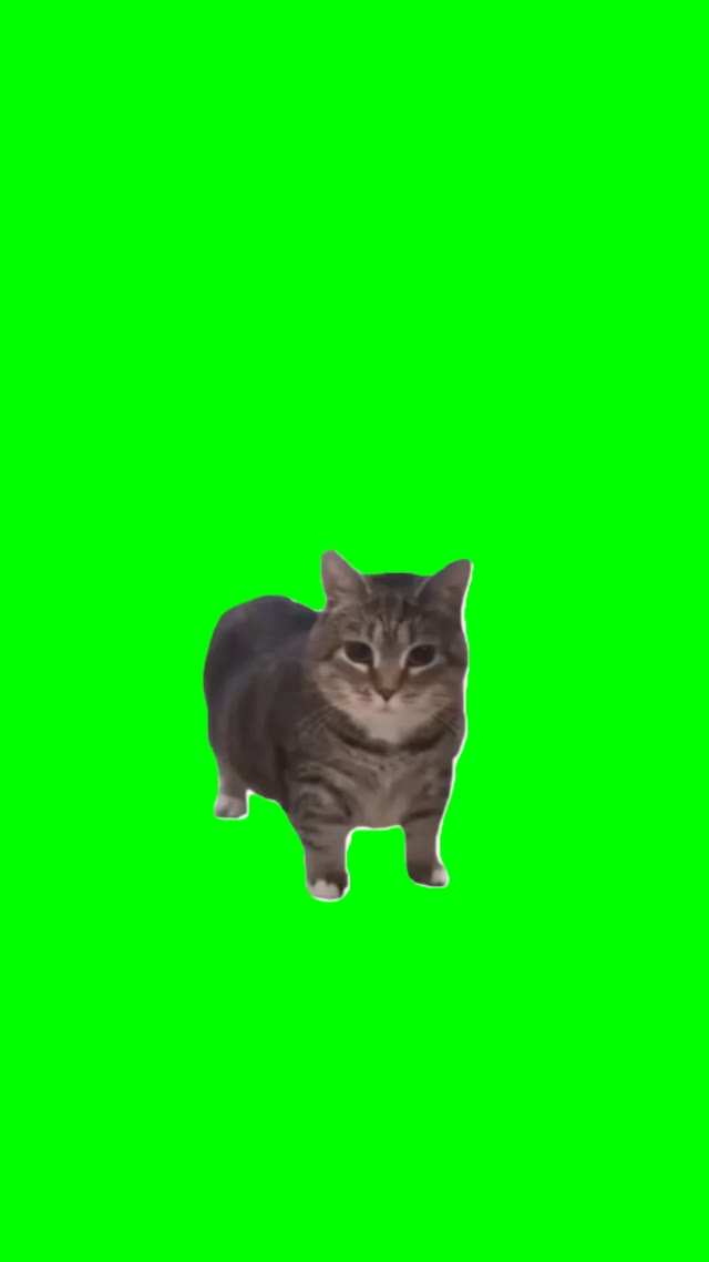 Christmas oooiiiaaa cat green screen