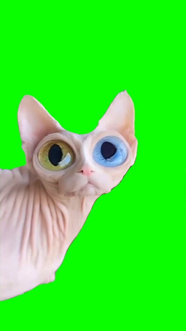 Colored eyes cat green screen