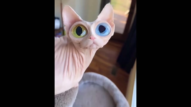 Colored eyes cat green screen