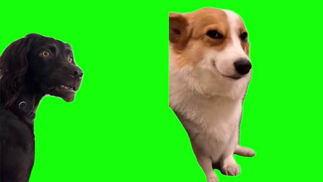 Confused and Smiling Dogs green screen