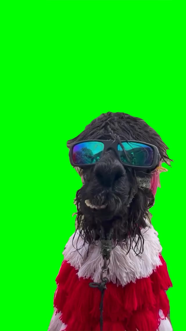 Cool lamas green screen