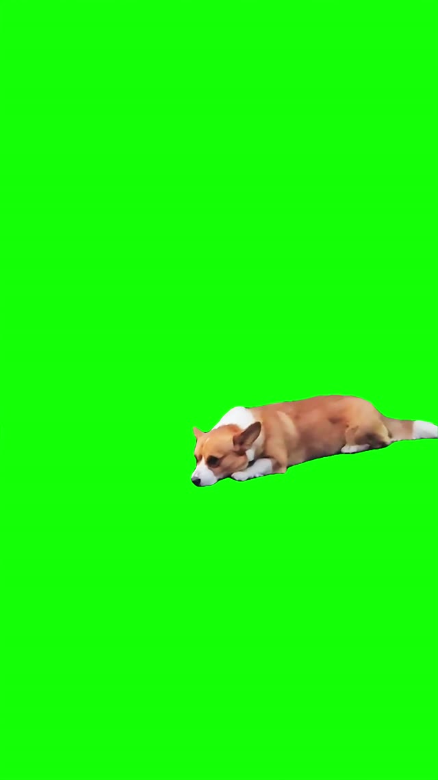 Corgie smiles green screen