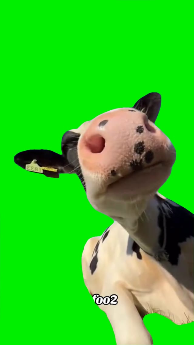 Cow chewing green screen