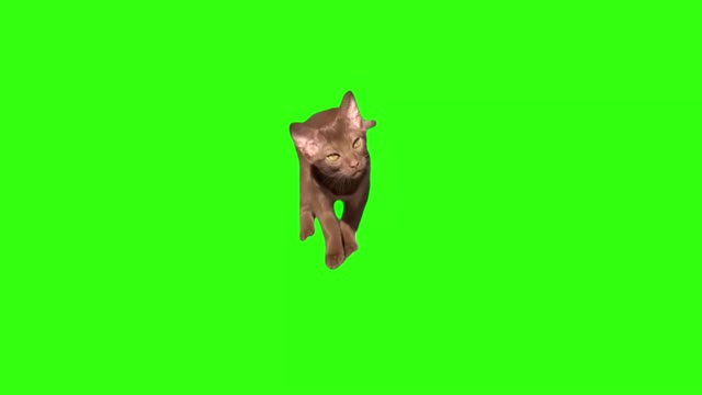 Crurious brown cat green screen
