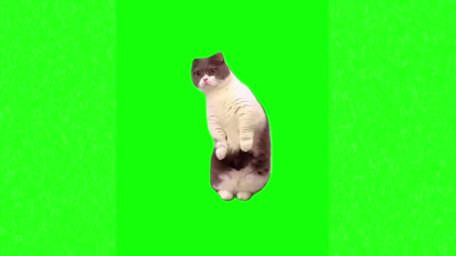Curious cat green screen