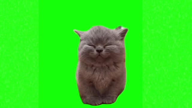 Cute kitten smiling green screen