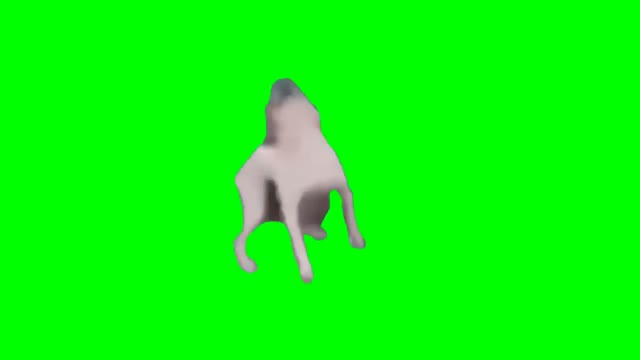 Dance till youre dead dog green screen