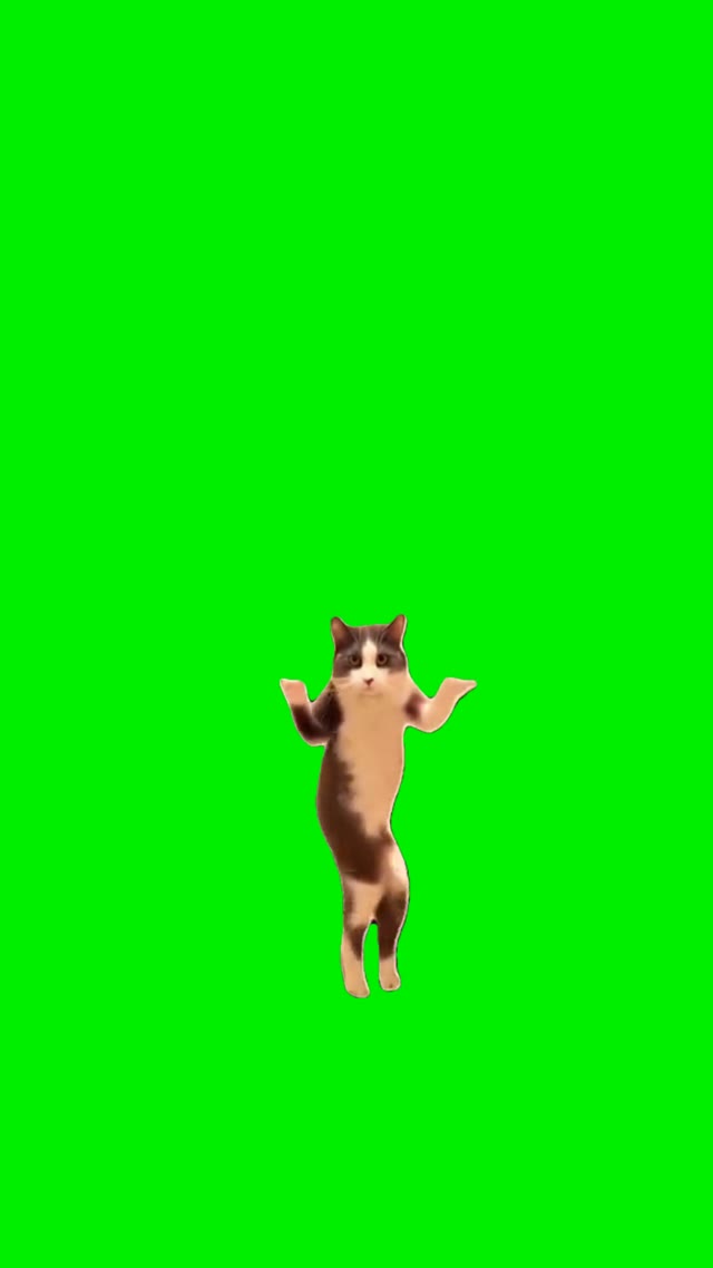 Dancing Cat green screen