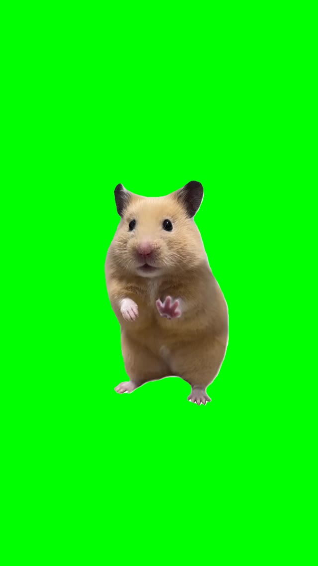 Dancing Hamster green screen