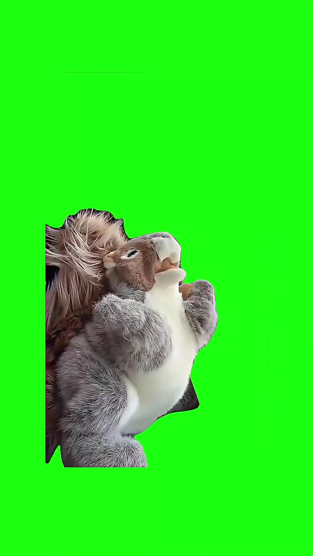 Dancing Squirrel green screen