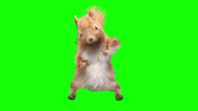 Dancing Squirrel green screen