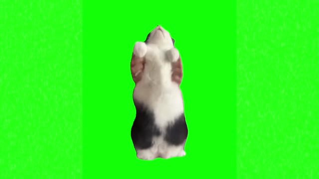 Dancing cat green screen