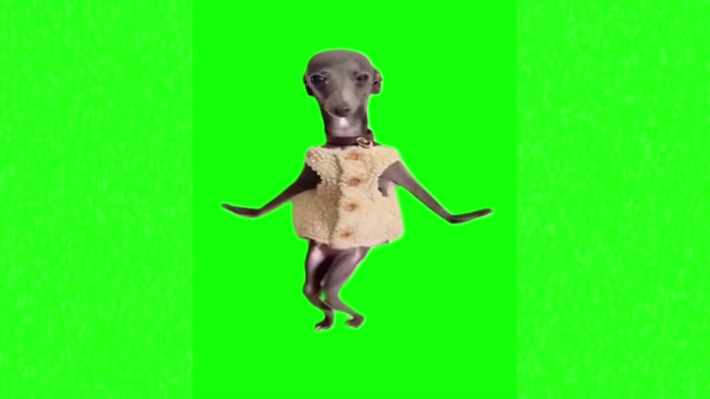 Dancing dog 2 green screen