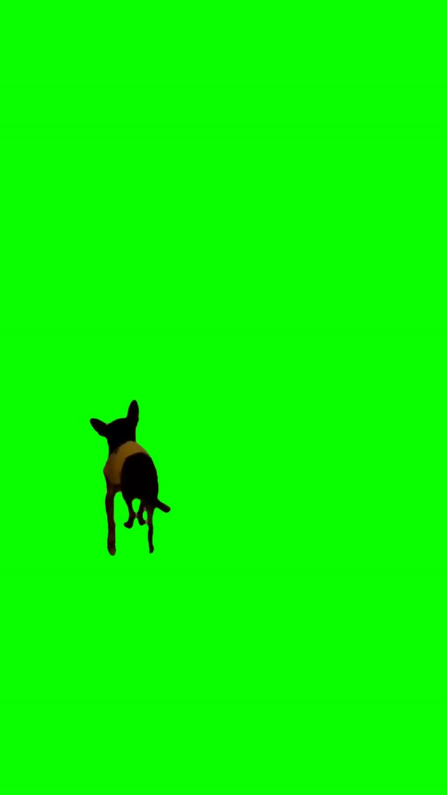 Dancing dog green screen
