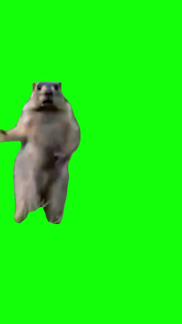 Dancing marmot green screen