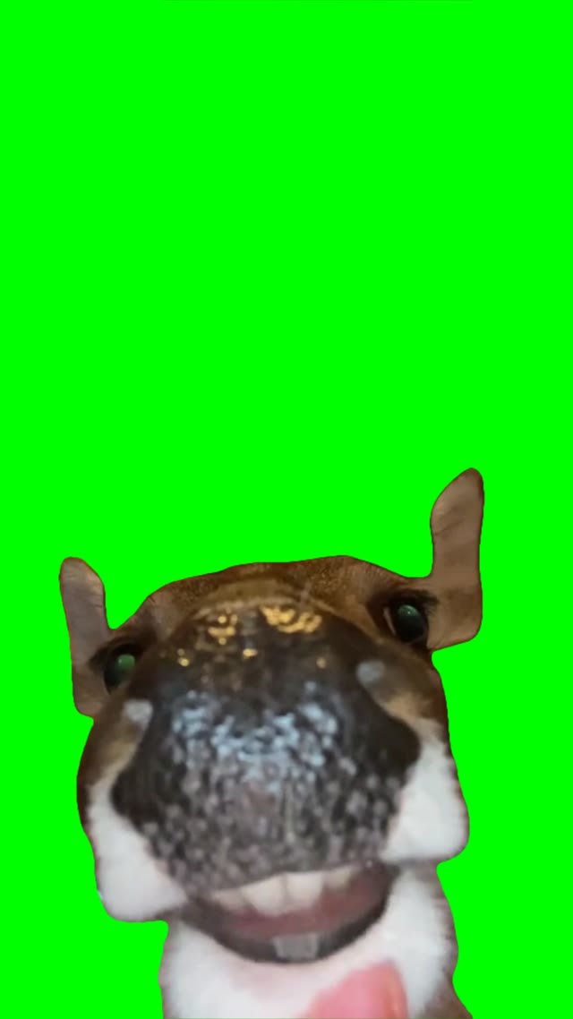 Deer singing OReilly green screen