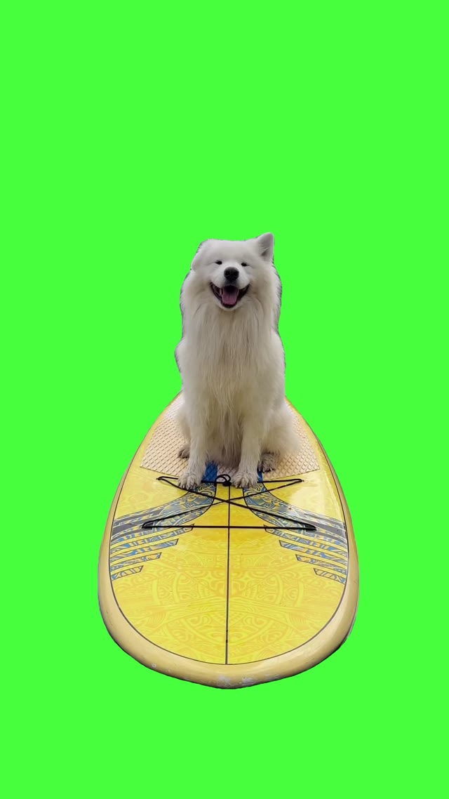 Dog Playing with ears green screen