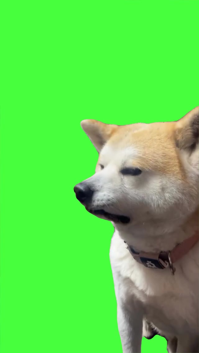 Dog Staring green screen