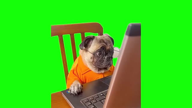Dog Staring at Computer green screen
