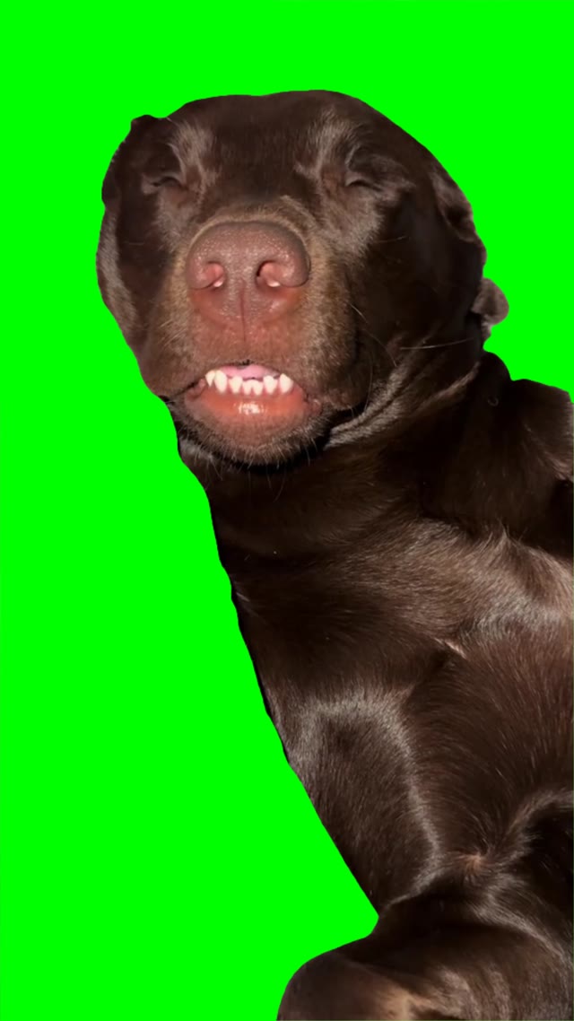 Dog Tweaking green screen