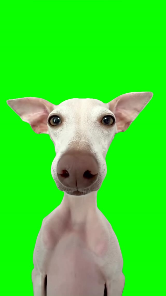 Dog Vibing green screen