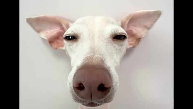 Dog Vibing green screen