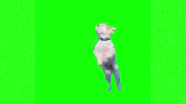 Dog dance flying through space green screen
