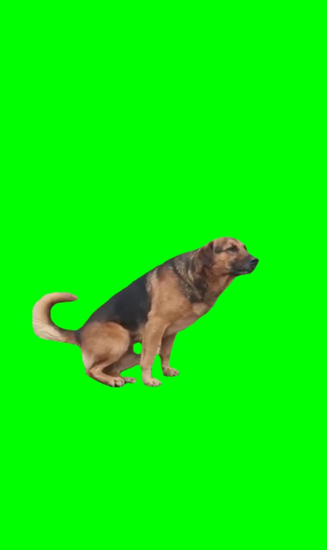 Dog dancing green screen