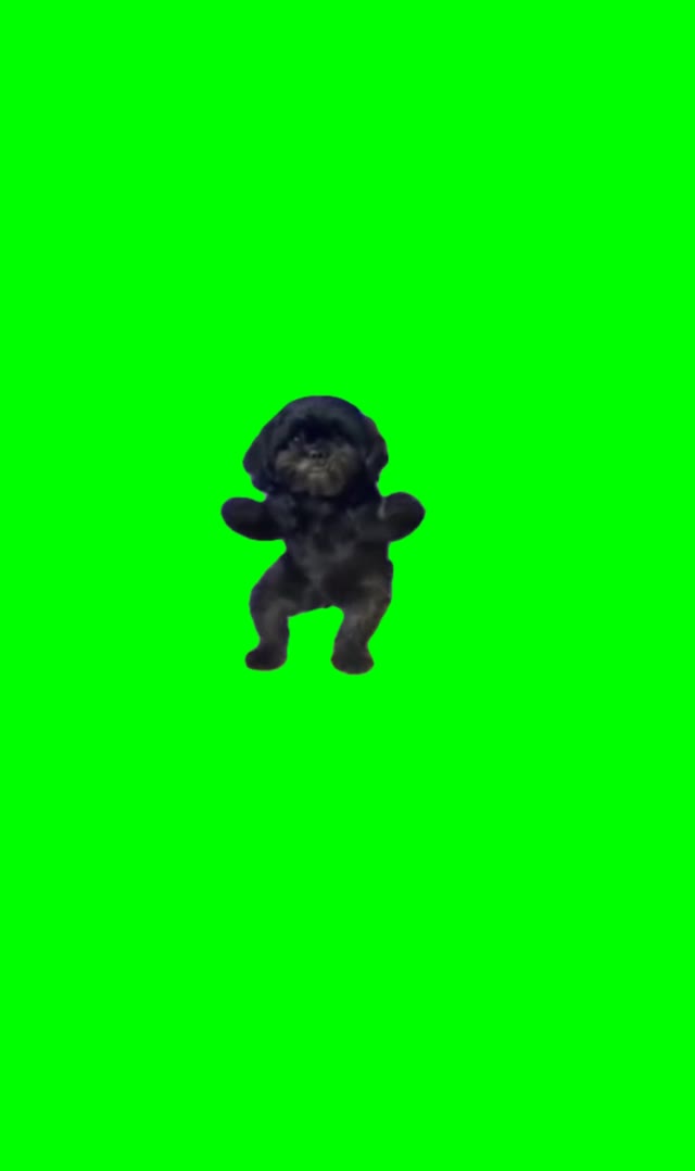 Dog dancing green screen