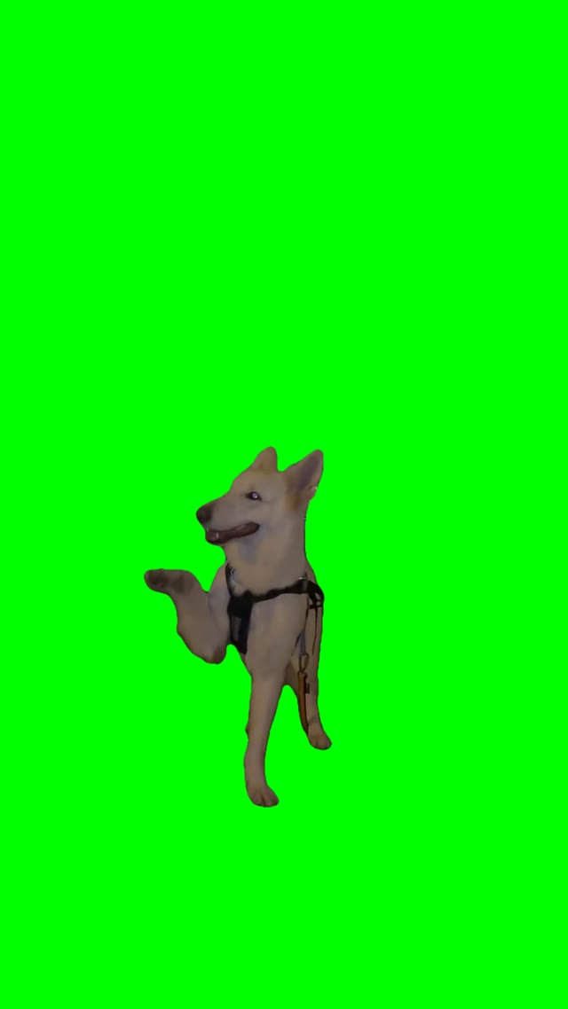 Dog dancing to wait green screen