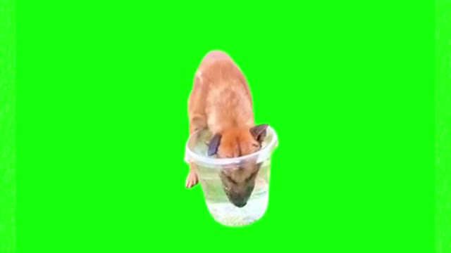 Dog drinking water green screen