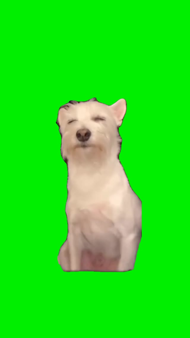 Dog enjoying back scratches green screen