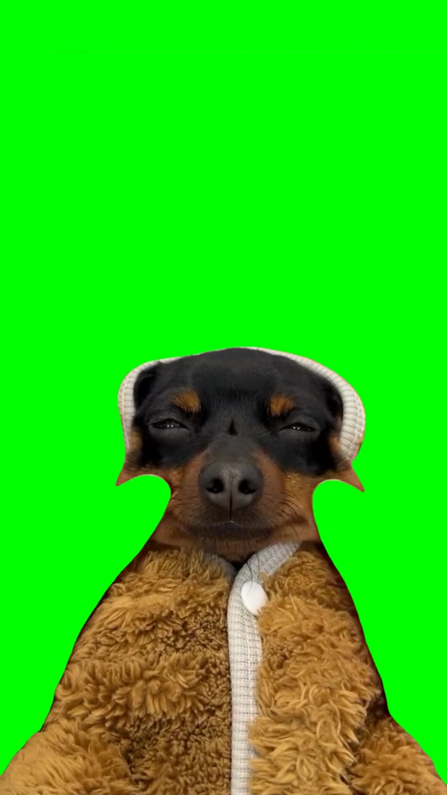 Dog face massage green screen