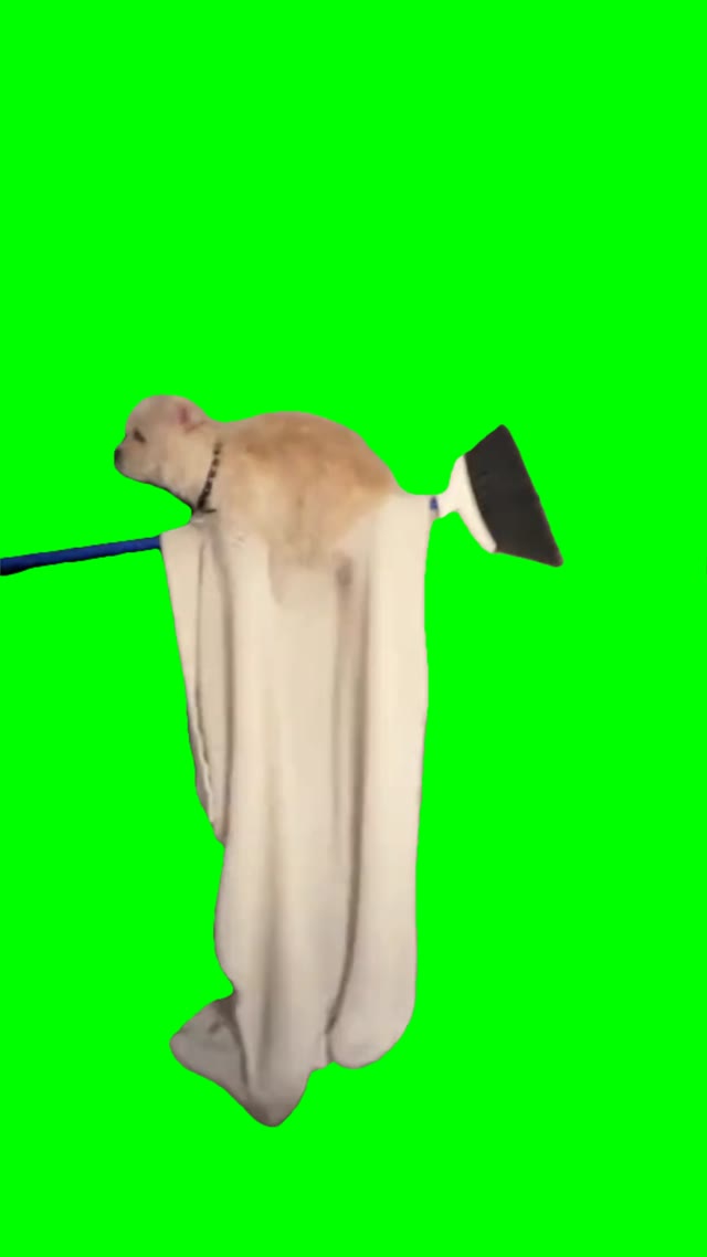 Dog flying on a broom green screen