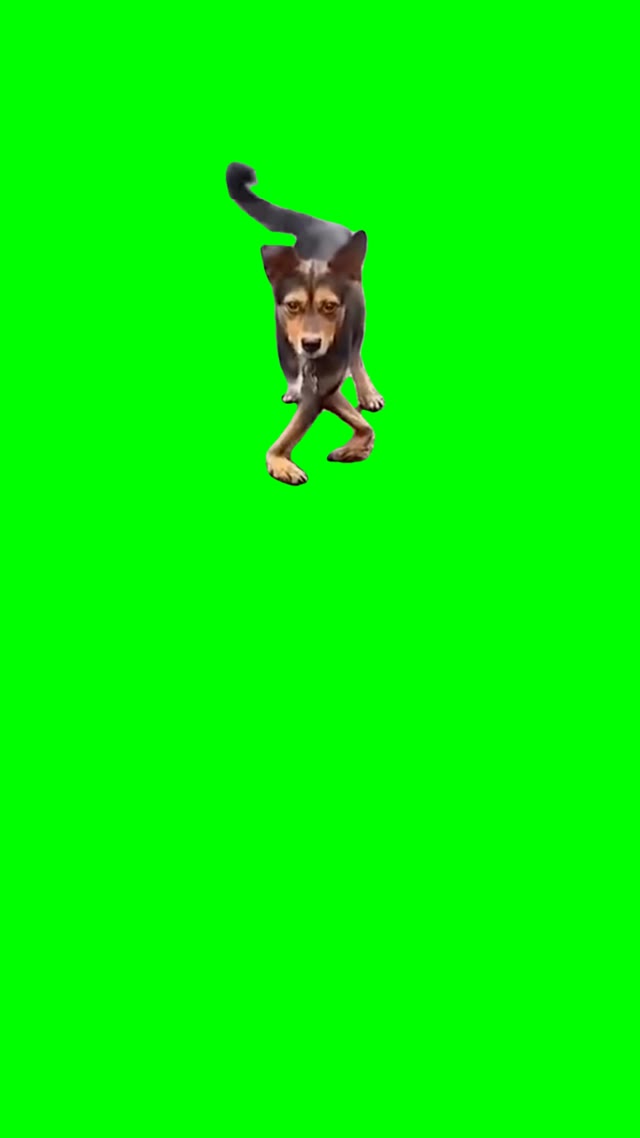 Dog funny walking green screen