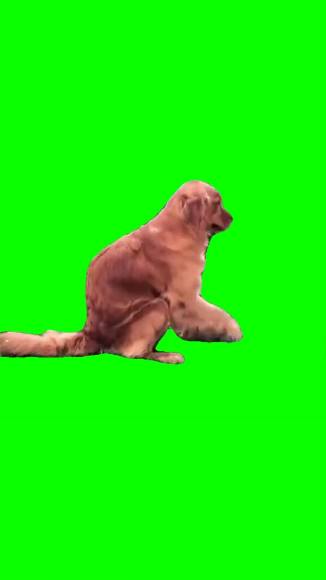 Dog humping green screen