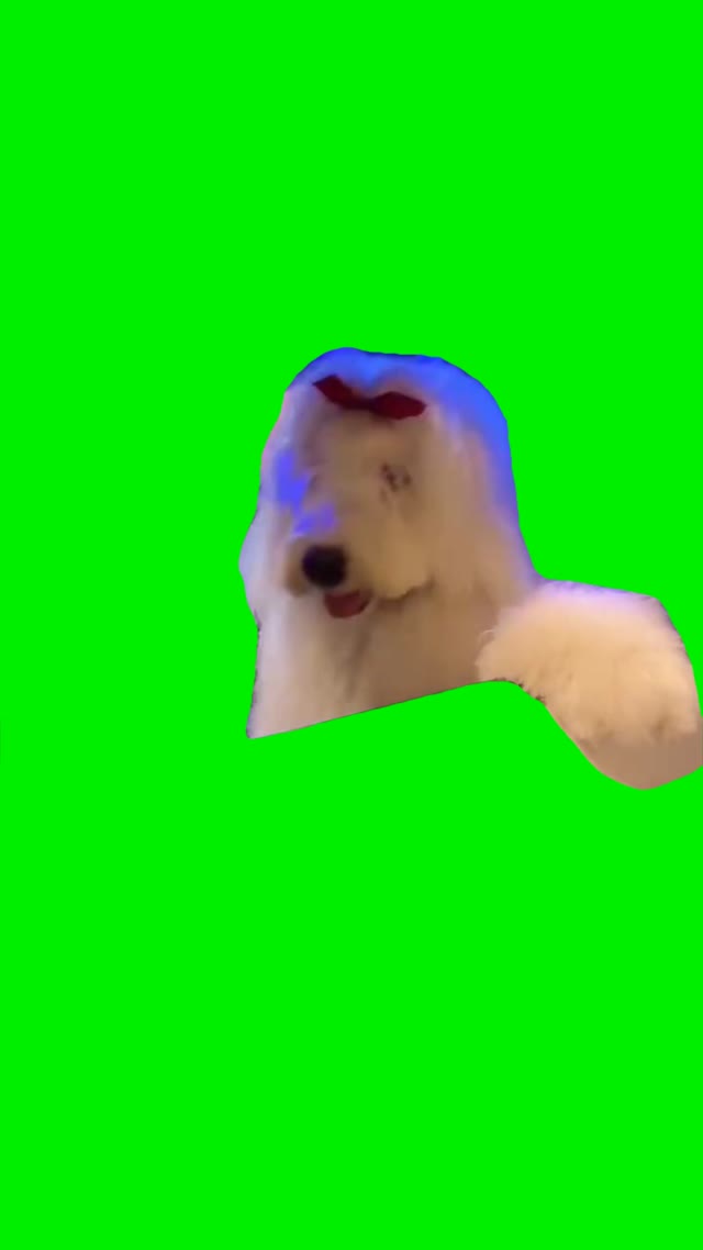 Dog jamming green screen