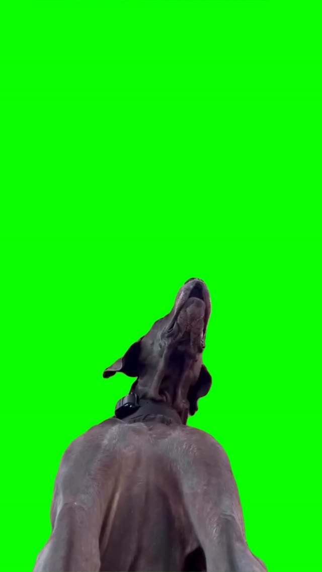 Dog looking down green screen